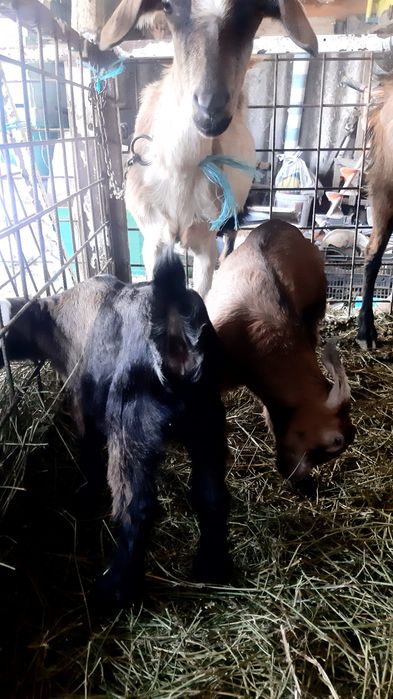 Iezi de vanzare pentru toate buzunarele