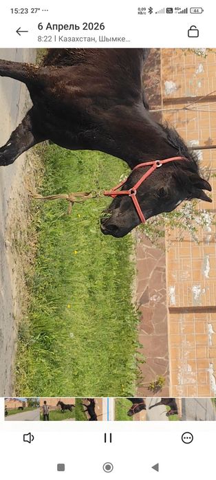 Жабағы, Тай, тайлар, Ат, Жылқы