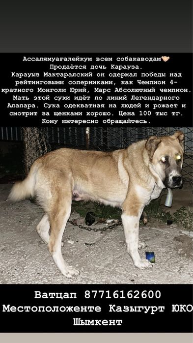 Мона на продаже дочь Карауза 3 года