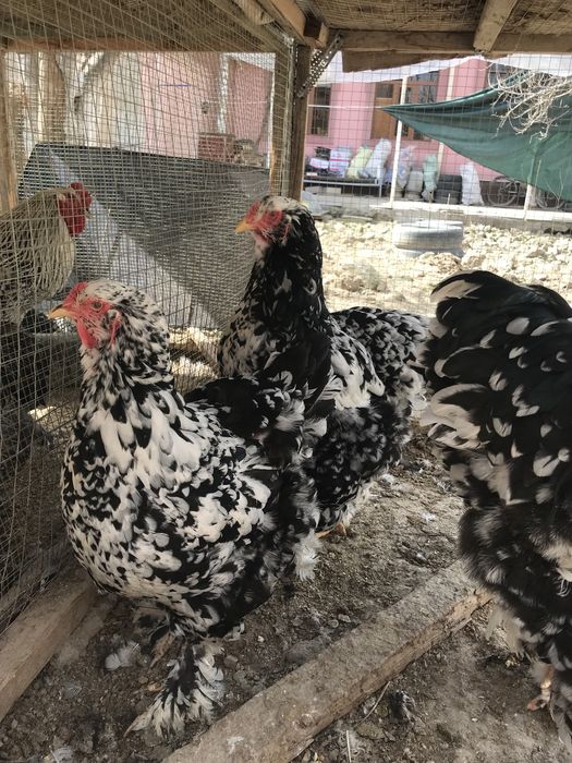 Brama tuximlariga zakaz olamiz xamma rangidan bor.