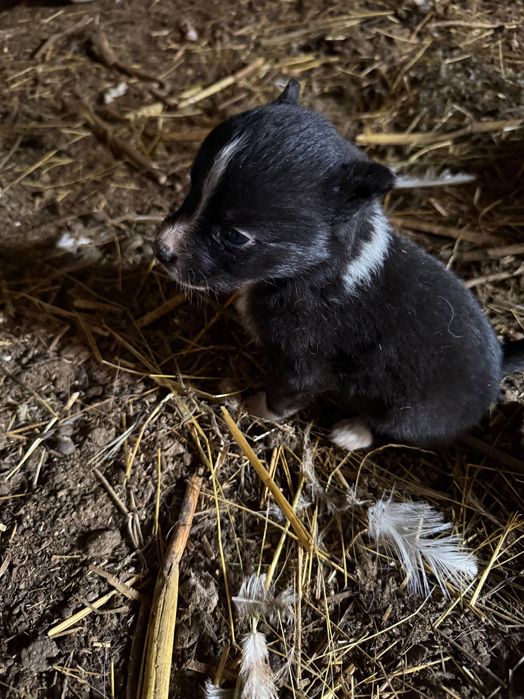Малки кучета . 4 мъжки 1 женско