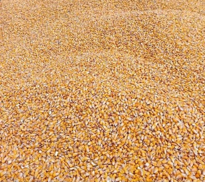 Porumb băgat în saci de 30kg
