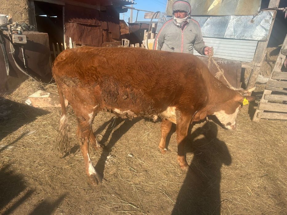 Сиыр сатылады 2 бұзаулаған