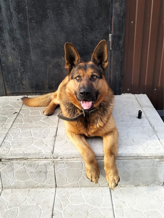 Щенки немецской овчарки