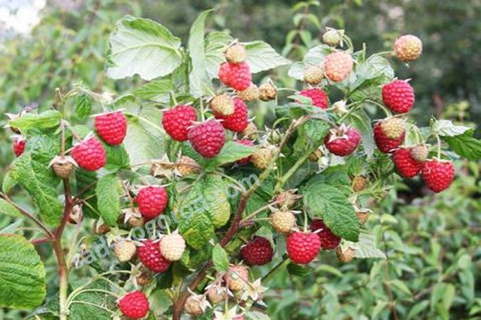 Саженцы малины Геракл