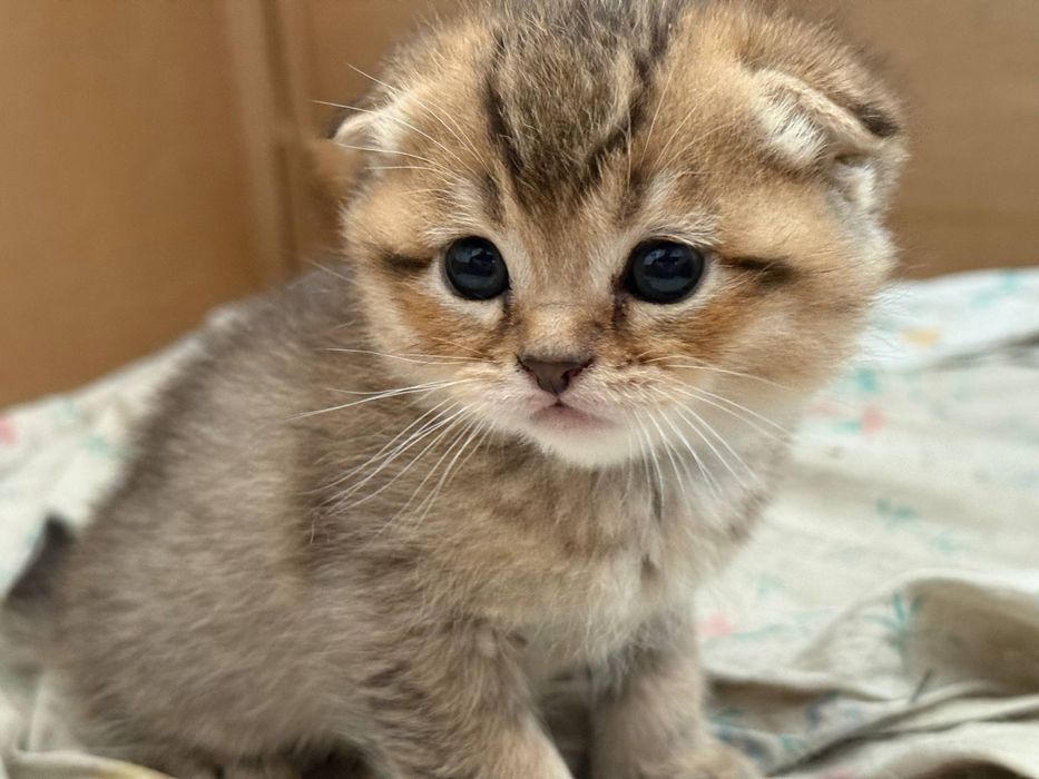 Мушукчалар скотиш фолд Нархи 100 дан 200 гача .