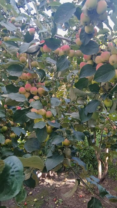 Домашняя ронетка