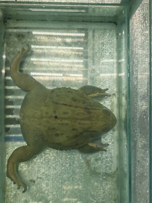 Лягушка водонос мальчик