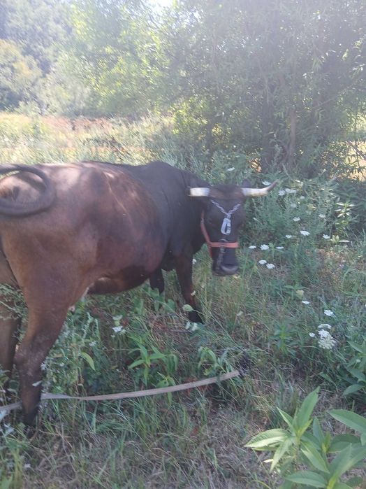 Vaca de  vanzare