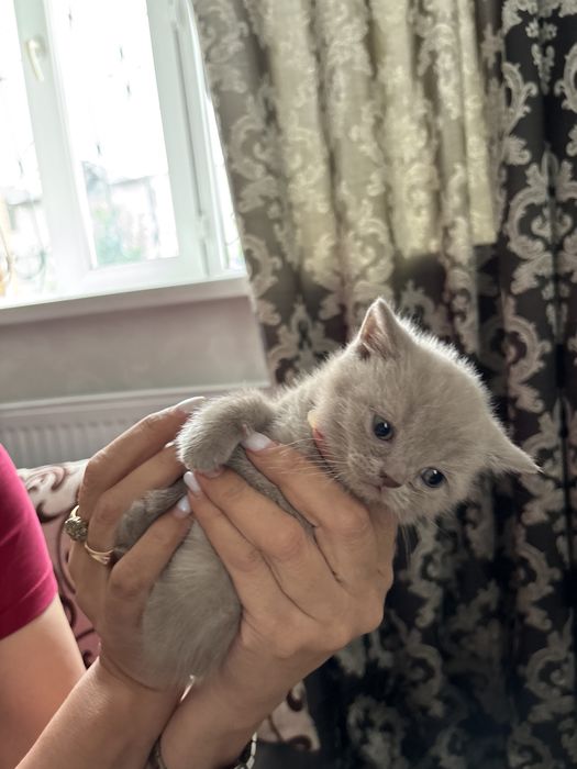 Британские котята