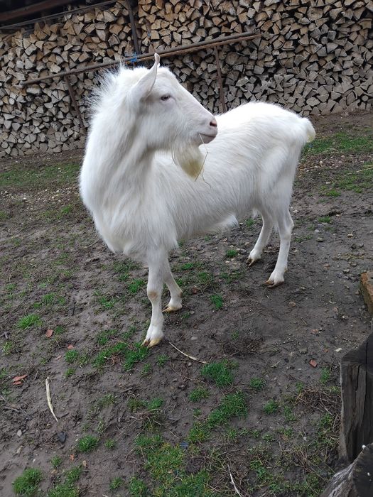 Vind tap sanen de 2 ani