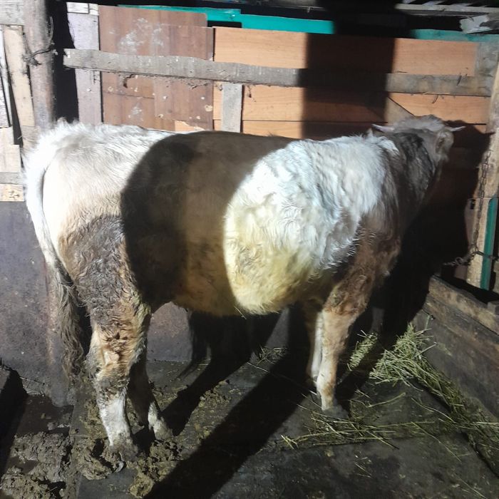 Продам быка на мясо