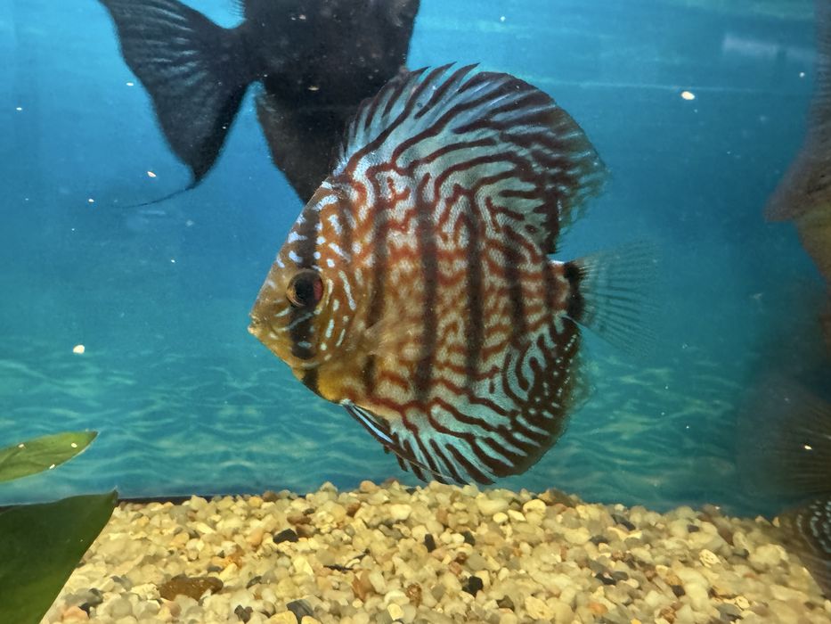 Vand 2 discusi cu dimensiuni de peste 10 cm