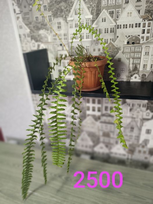 Недорого цветы продам