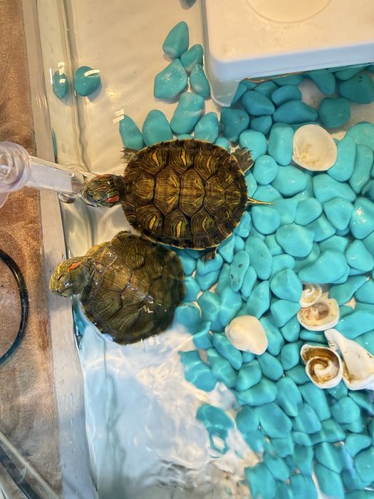 Красноухая черепаха