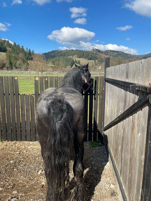 Vând armăsar 10 ani