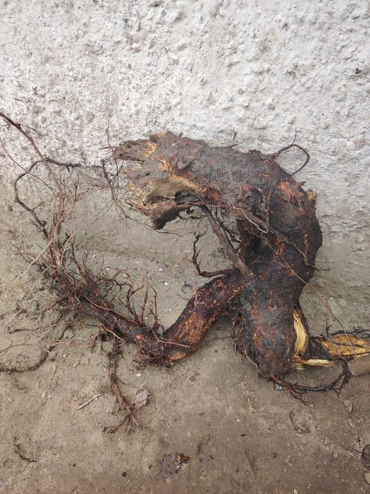 Продам коряги для аквариума продам звоните