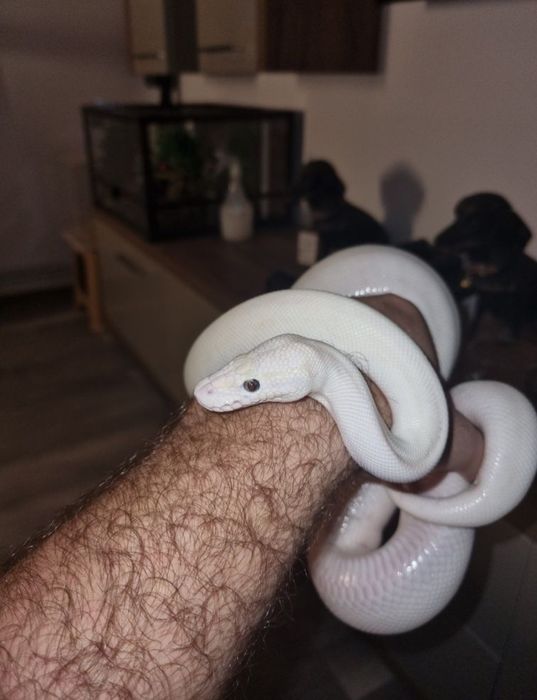 Pereche de pitoni regali