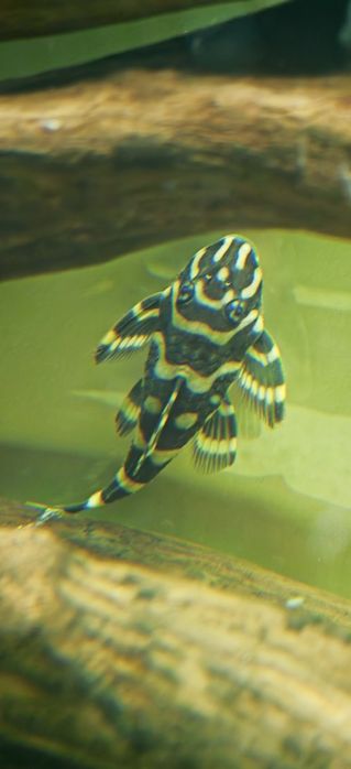 Vând lot pești acvariu L168