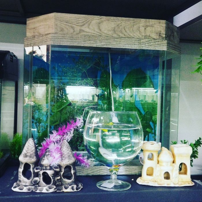 Аквариум.Навои Фрунзе