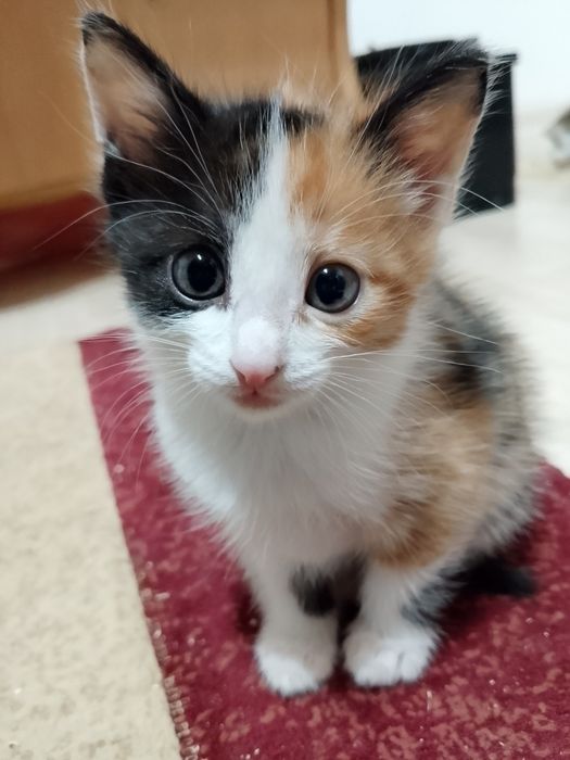 Котята ищут дом!!