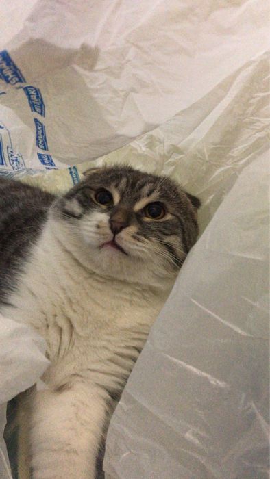 Продаю котенка мяу