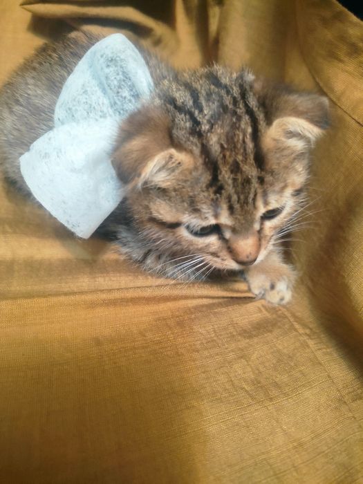 Продам веслоухих котят