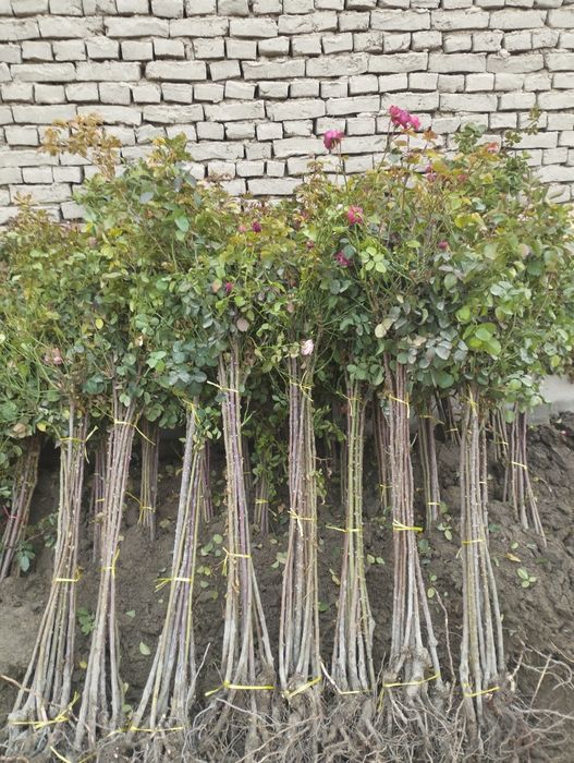 Метровка гуллар сотилади