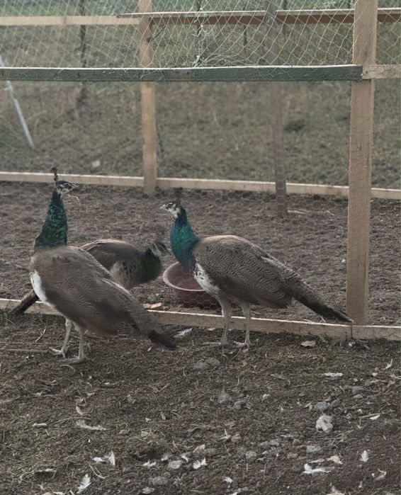 Paun cu vatsta de 1 an schimb