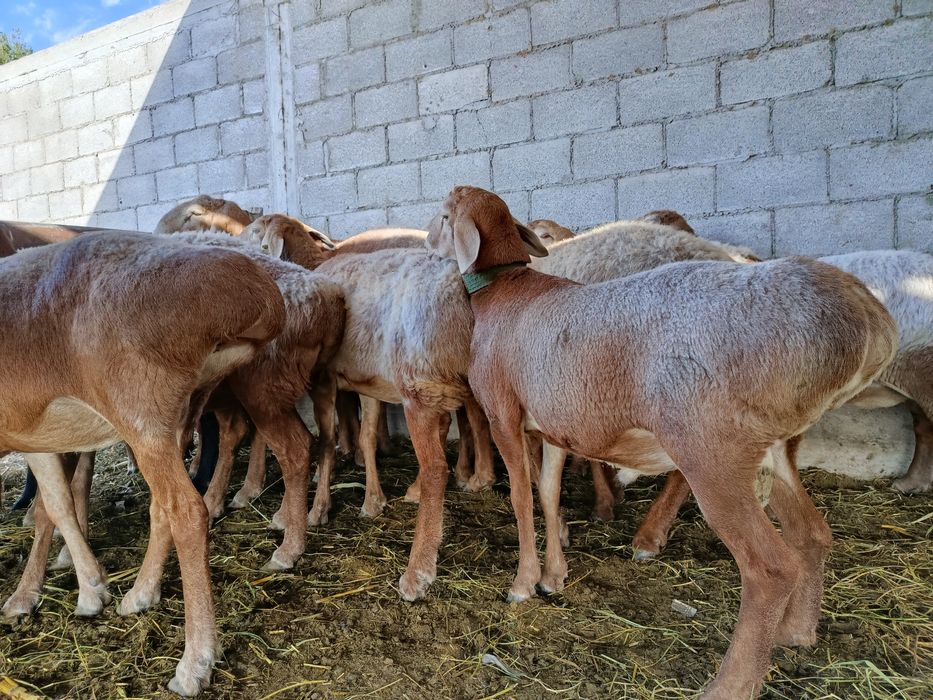 Арашан кошкар 250 мың