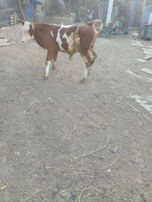 Vând vițel de 4luni