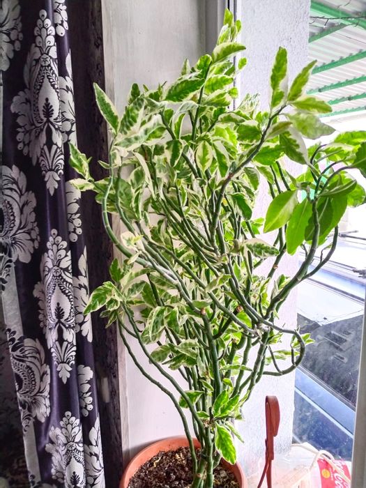 продаются растения