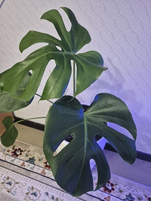 Монстера в напольном кашпо