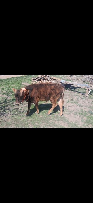 Алты айлық бычок ұзынағашта