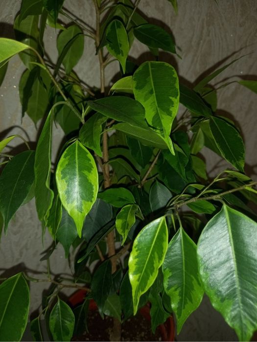 Продам Фикус Бенджамин