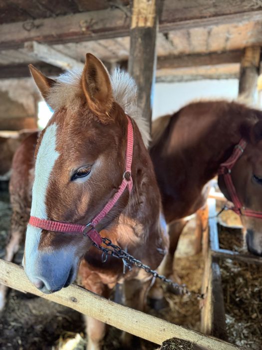 Mânz de 6 luni din cai buni