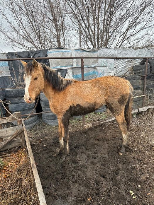 В продаже лошади