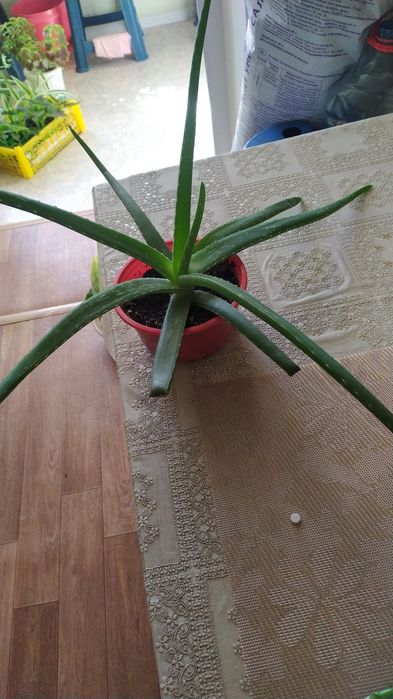 Комнатные цветы разные