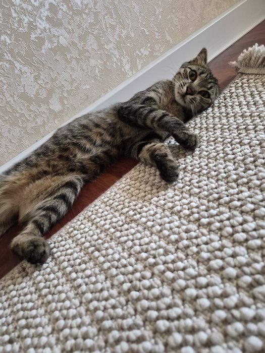 Котенок ищет дом
