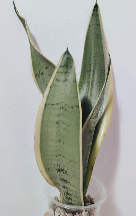 Сансивьерии разных сортов