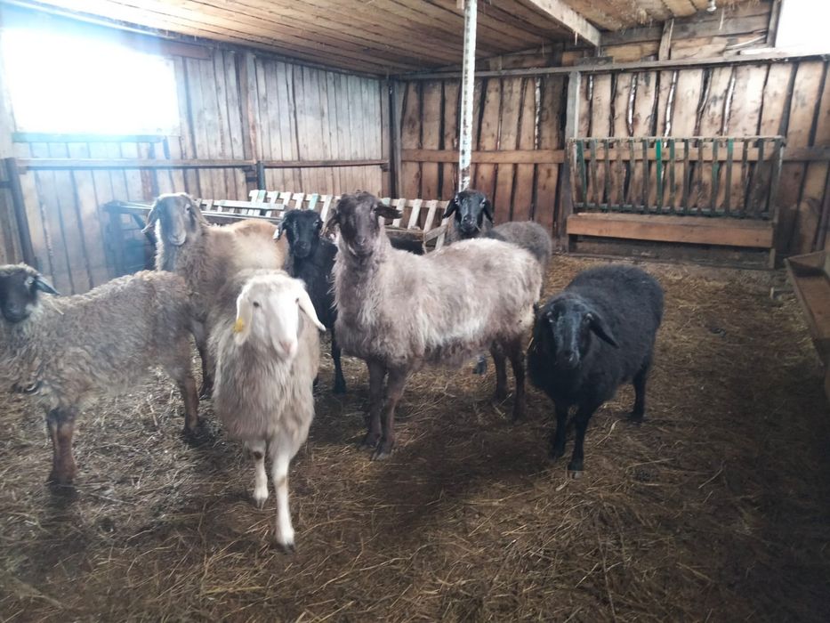 Продам Баранов оптом