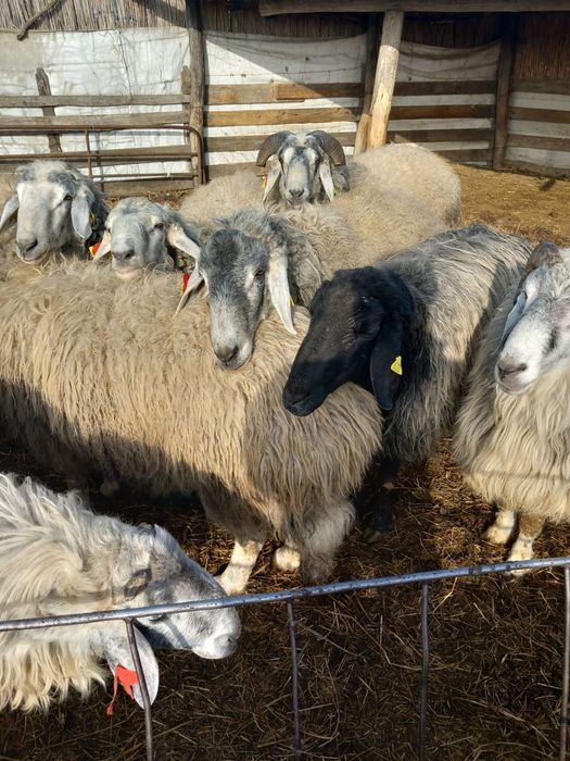 Vand berbeci karakul