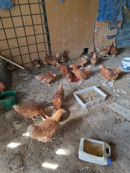 КУРЫ 4'5МЕСЯЦА шустрые молодки