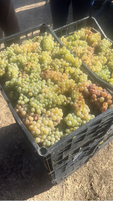 Vindem struguri de vin