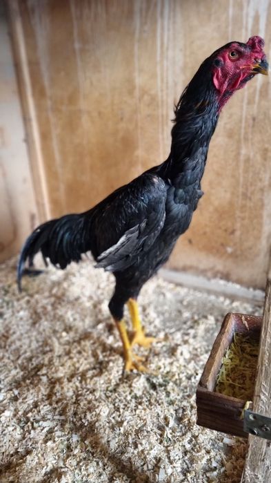 Zoti garantiya xurozimiz oyiniga zur