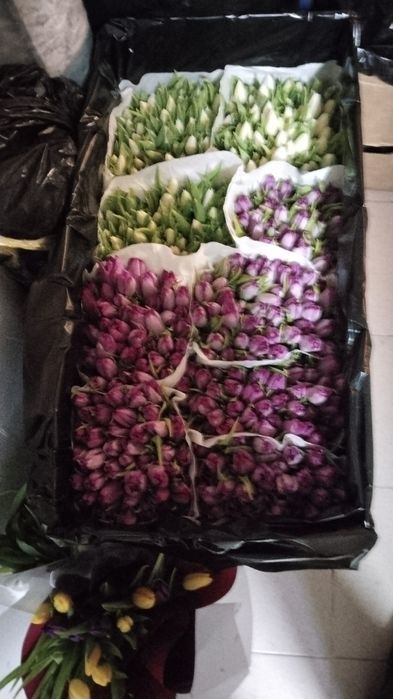 Тюльпан Голландия.