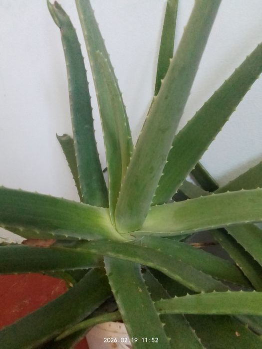 Алое жапырактары