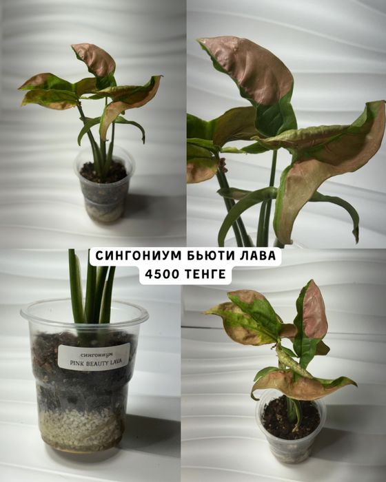 Сингониумы разные