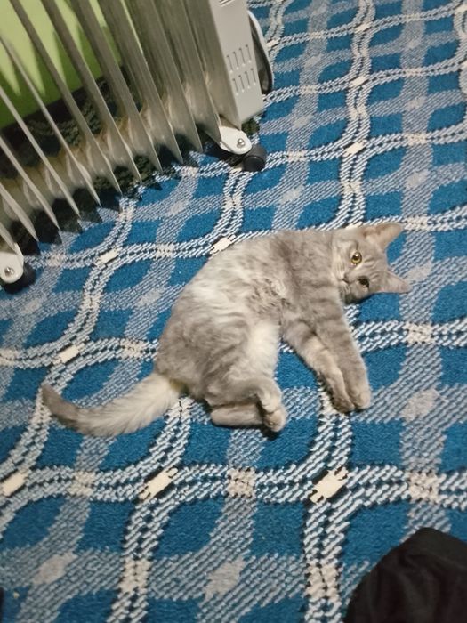 Zotdor mushuk chiroyli