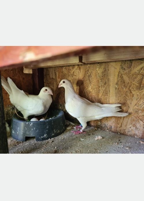 Vând porumbei voiajori albi